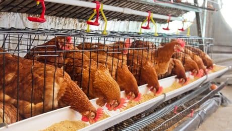 Tavuk eti üretimi yükselişe geçerken, yumurta üretimi geriledi