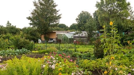 Traum vom eigenen Garten: Verband sieht gesunde Nachfrage bei Kleingärten im Norden