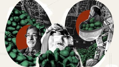 The iconic California avocado is in trouble, and this farmer is fighting to save it