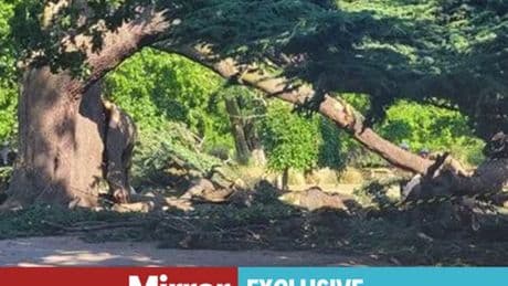 Dad shares harrowing near miss after Chalkwell tree death tragedy, as expert warns of 'wake-up call'