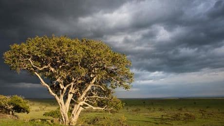 Des figuiers du Kenya transforment le CO₂ en pierre