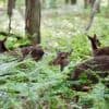 Quels animaux peut-on observer dans le parc de Grimbosq ?