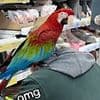 Arrgh you joking? Tesco pensioner stuns shoppers by bringing his pet PARROT with him to buy groceries