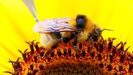 El girasol tiene un efecto laxante en la abeja