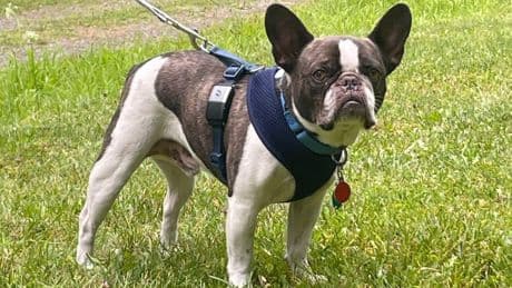 Nurse pleads guilty to abandoning her French bulldog at Pittsburgh airport because she couldnt take it with her on vacation to Mexico