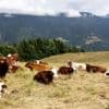 Dermatose nodulaire : plus de 50 foyers ont été détectés en Savoie et Haute-Savoie