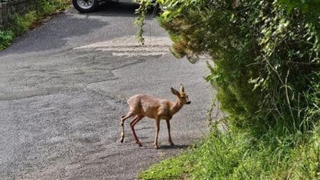 La Spezia, cani da caccia in libertà aggrediscono un cucciolo di capriolo: salvato da alcuni passanti
