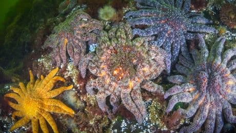 Mystery of what killed billions of starfish solved