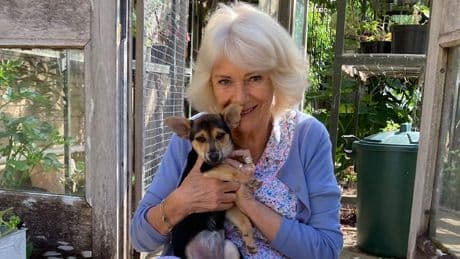 Hier zeigt sie ihr neues WAU!  - Königin Camilla im Hundeglück