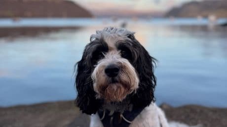 Is Skye really a dog-friendly destination? We went to find out