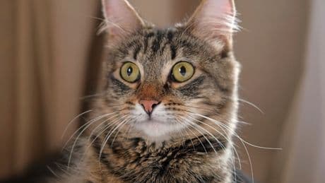 Kedi tüyünden ölüm iddiasına yalanlama geldi
