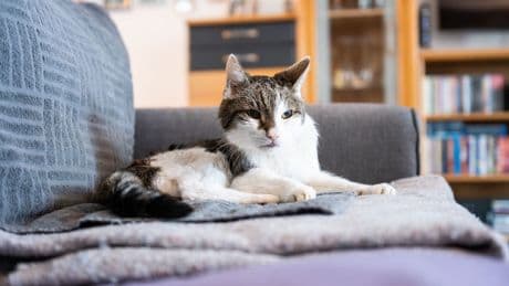 Rundfunkbeitrag: Kater Moritz soll Rundfunkbeitrag zahlen?