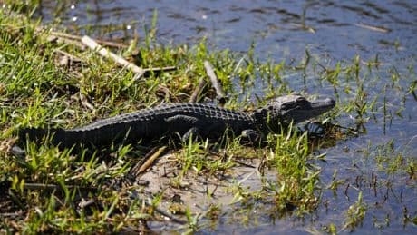 Vechta: Alligator löst Suchaktion aus