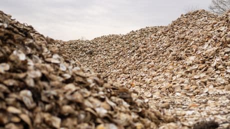 Connecticut Shell Recyclers Are Helping Oysters