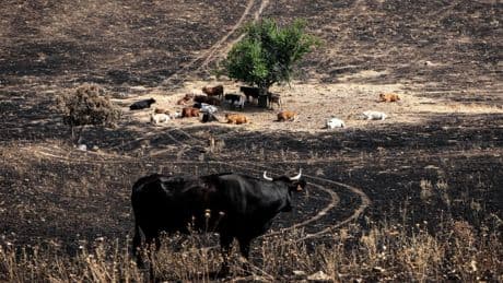 Árboles del Jerte y viñas de albariño y godello centran las indemnizaciones 'agro' por los incendios: los pagos se triplican