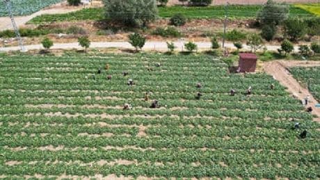 8 bin kişilik işçi ordusu hasada başladı: Tam 2 ay sürecek