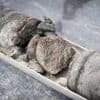 Museum vindt dinobot onder eigen parkeerplaats: 'Hole-in-one vanaf de maan'