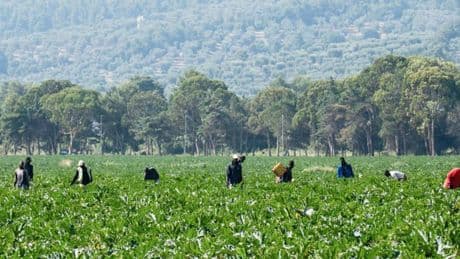 Caporalato, controlli a tappeto: irregolare un’azienda agricola su due