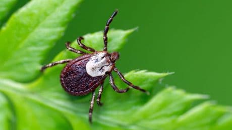 Zecken aus dem Garten fernhalten: Diese drei Tipp helfen