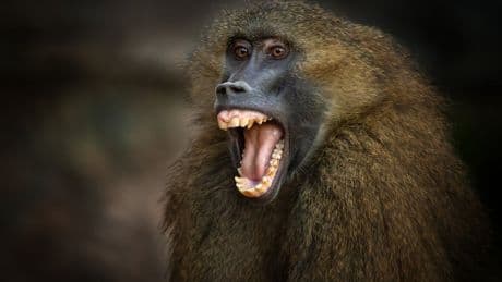 Zoo staff receive death threats after baboons culled and fed to lions