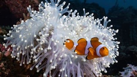Strategie gegen die Erderwärmung: Clownfische schrumpfen bei Hitze