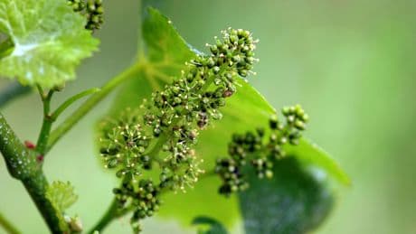 Weinanbau: Rebblüte in Franken - Meilenstein auf dem Weg zur Lese