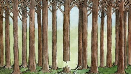 En Suède, des forêts vont perdre leur label FSC pour faciliter leur exploitation