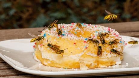 Sommer ohne Wespenstress: So vertreiben Sie die lästigen Insekten
