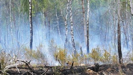 Waldbrand bei Bernau – Löscharbeiten dauern an