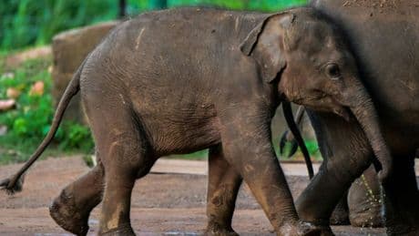 Erneut Elefant in Sri Lanka durch Zug getötet