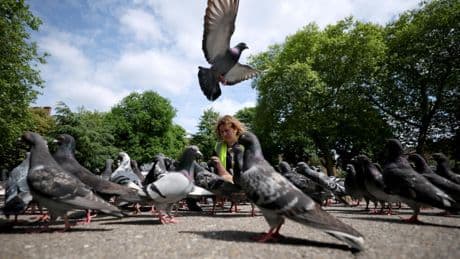🌟The Bright Side: The compassionate mission to rescue London’s pigeons