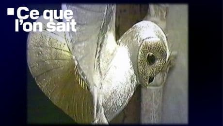 La Chouette d'or 2: date, lieu, trésor... Ce que l'on sait sur cette nouvelle chasse remplie d'énigmes