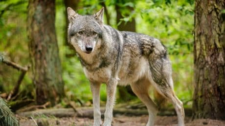 Konkrete Pläne - Brandenburg will 330 Wölfe schießen