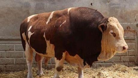Şampiyon boğa 'Poyraz', 540 bin TL'ye alıcısını buldu