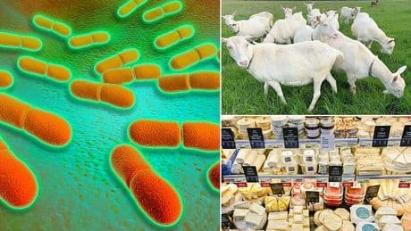 French listeria outbreak which has already killed two could have spread to UK, European health officials warn