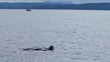 Leatherback sea turtle sighted in B.C. waters is ‘extremely rare’ expert says