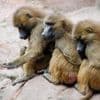 Zootiere: Trotz massiver Kritik - Tiergarten tötet gesunde Paviane