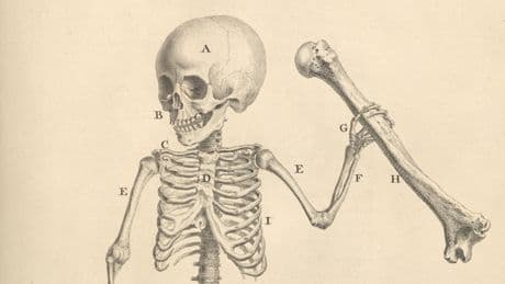 5000 Jahre Medizin: Anatomie-Geschichte: Wie wir gelernt haben, unseren Körper zu verstehen