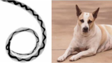 Lumache killer, è allarme: «Fanno strage di cani ma anche l?uomo è a rischio»
