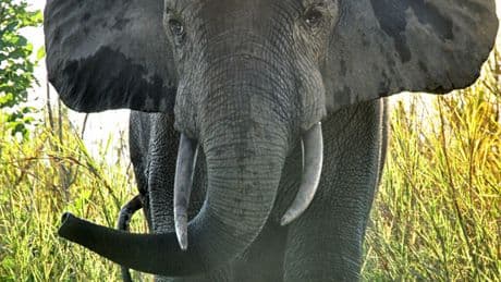 RDC: opération collier GPS pour la protection des éléphants du parc de l’Upemba