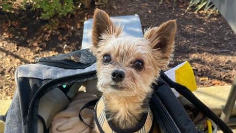 Millionen-Klage - Tierärztin zieht Terrier Coco 16 Zähne – tot!