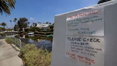 Abcarian: The Venice canals were dog heaven. Now they're a dog danger