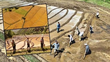 400 yıllık gelenek devam ediyor: Günün ilk ışıklarında başlıyorlar