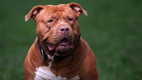 'XL Bully' seen on the loose near M1 as eyewitness launches appeal to catch dog