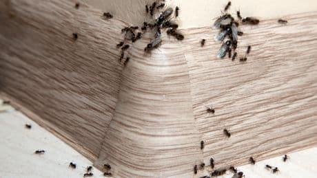 Krabbelt es bei Ihnen auch schon? So schützen Sie Ihr Zuhause vor Insekten