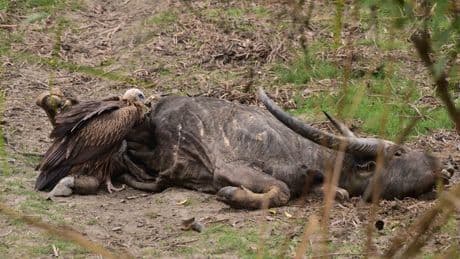 Next time you see a vulture picking over a carcass, say 'thank you!'