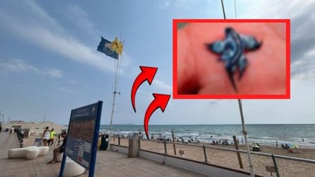 "Okyanusun en güzel katili" sahilleri vurdu: Plajlar kırmızı bayraklarla kapatılıyor