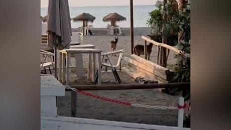 Dos cabras montesas se pasean por una playa de Málaga ante el asombro de los vecinos