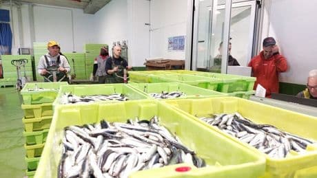 La anchoa pasa rápido por los puertos vascos, que reciben un 63% menos de descargas