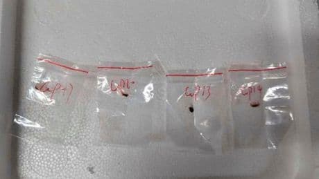 2 Chinese scientists will stay in jail while accused of bringing biological material to US